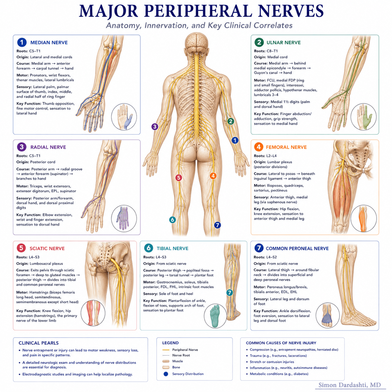 Peripheral nerve anatomy showing major peripheral nerves, nerve pathways, sensory distributions, and anatomical landmarks for nerve block targeting