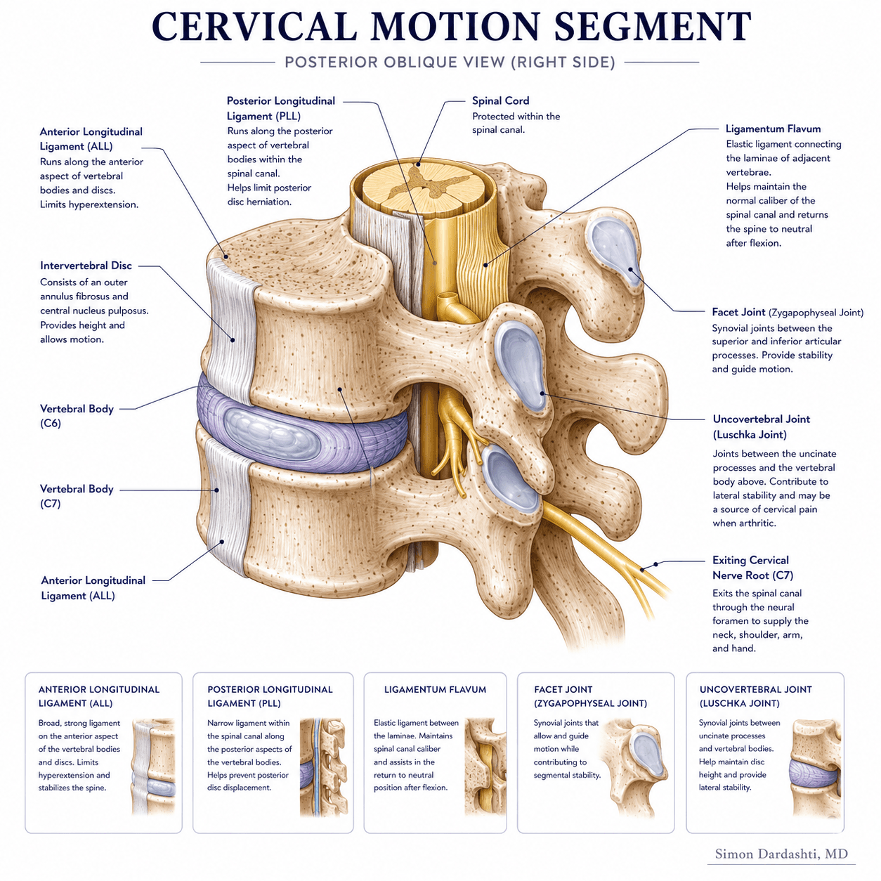 Cervical motion segment anatomy showing vertebral bodies, intervertebral disc, facet joints, nerve roots, and supporting ligaments at a single cervical level