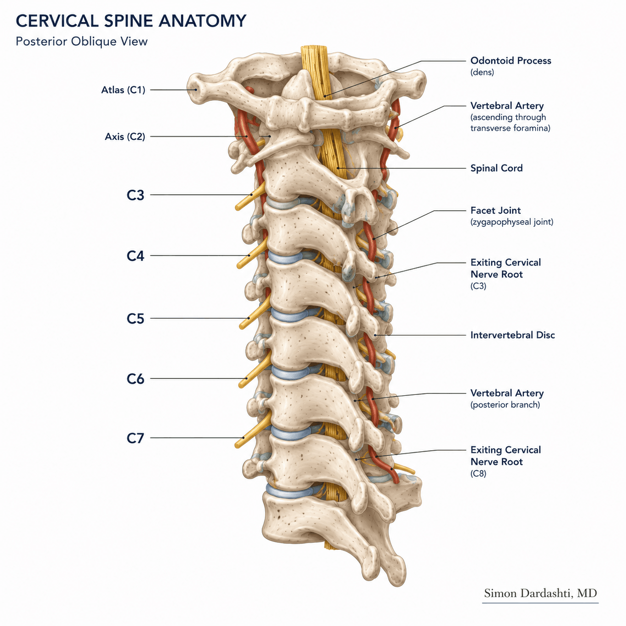 Complete cervical spine anatomy showing seven cervical vertebrae (C1-C7), intervertebral discs, nerve roots, and supporting structures