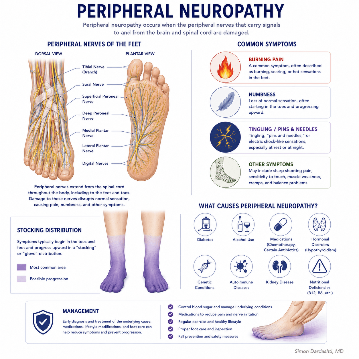 Peripheral nerve anatomy showing damage to peripheral nerves, nerve fiber degeneration, and pain signal transmission to spinal cord and brain